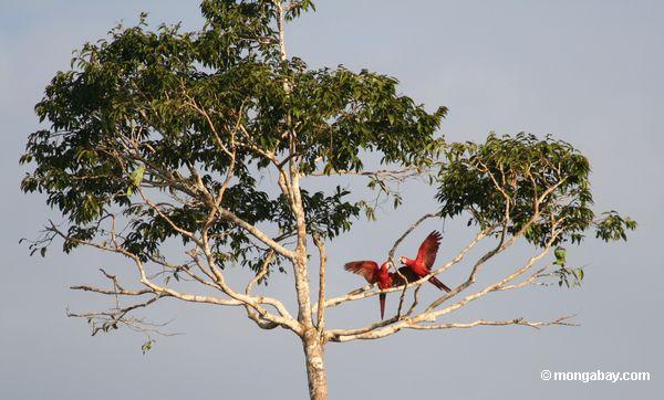 Par dos macaws vermelho-e-verdes que lutam em uma árvore como o relógio dos papagaios