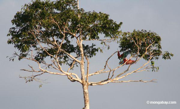 macaws Vermelho-e-verdes