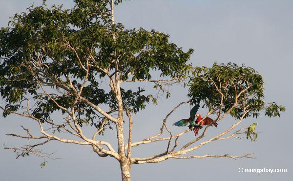 Par dos macaws vermelho-e-verdes squabble em uma árvore