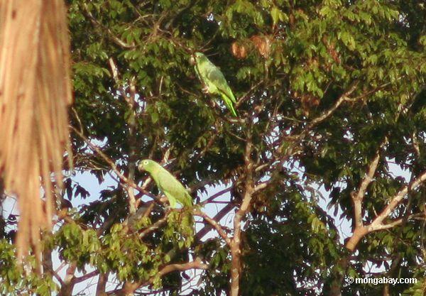 Gelb-gekrönte Papageien (Amazona ochrocephala) im Baum
