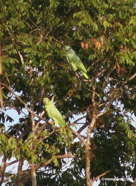 papagaios Amarelo-coroados (ochrocephala de Amazona) na árvore