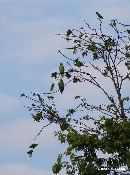 papagaios Amarelo-coroados (ochrocephala de Amazona) na árvore