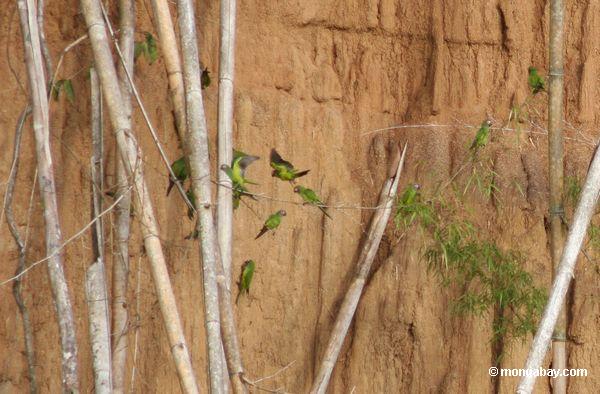 Düster-vorangegangene parakeets (Aratinga weddellii) 