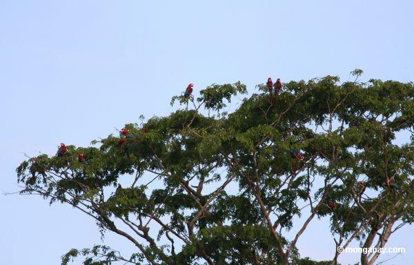 Rot-und-grüne macaws