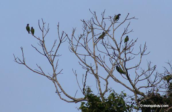 papagaios Azul-dirigidos (menstruus de Pionus) na árvore