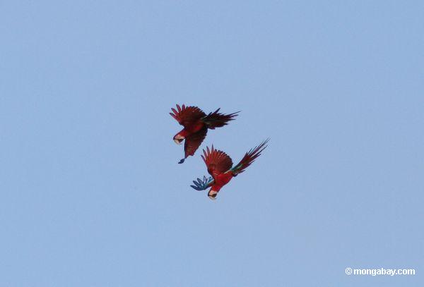macaws Vermelho-e-verdes (chloroptera de Ara) no vôo