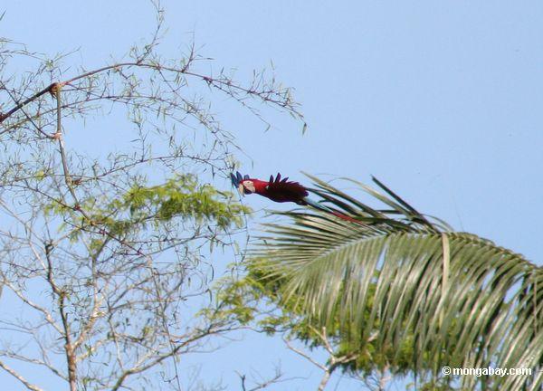 macaws Vermelho-e-verdes