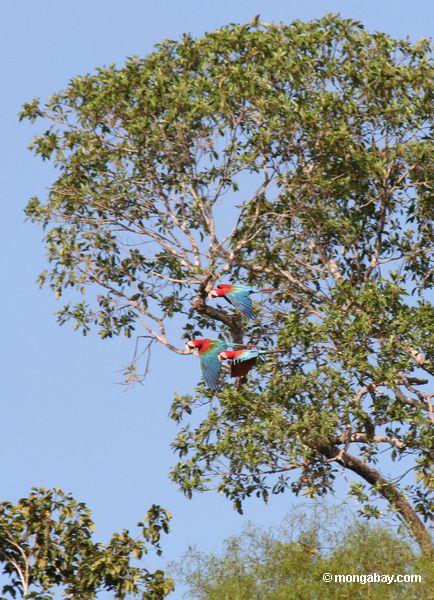Rot-und-grüne macaws