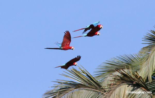 赤と緑のmacaws （アラchloroptera ）が飛行中に
