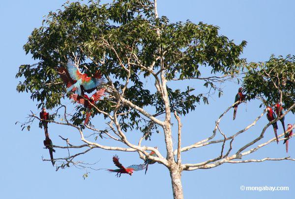 красно-зеленый macaws (Ара chloroptera) в дереве