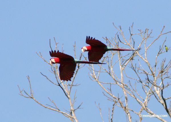 красно-зеленый macaws (Ара chloroptera) в полете
