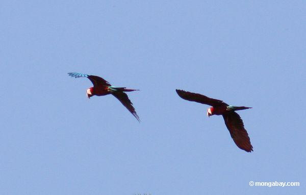 Rot-und-grüne macaws (Ara chloroptera) im Flug