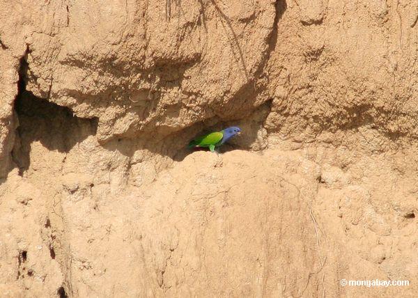 o papagaio Azul-dirigido (menstruus de Pionus) que alimenta na argila lick