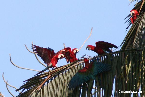красно-зеленый macaws (Ара chloroptera) в пальмовое дерево