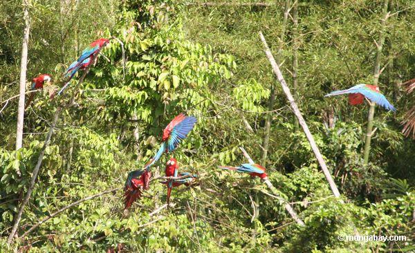 красно-зеленый macaws (Ара chloroptera)