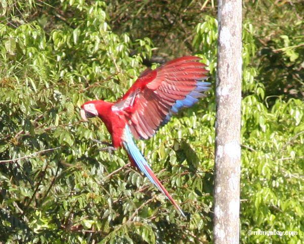 красно-зеленый macaws (Ара chloroptera)