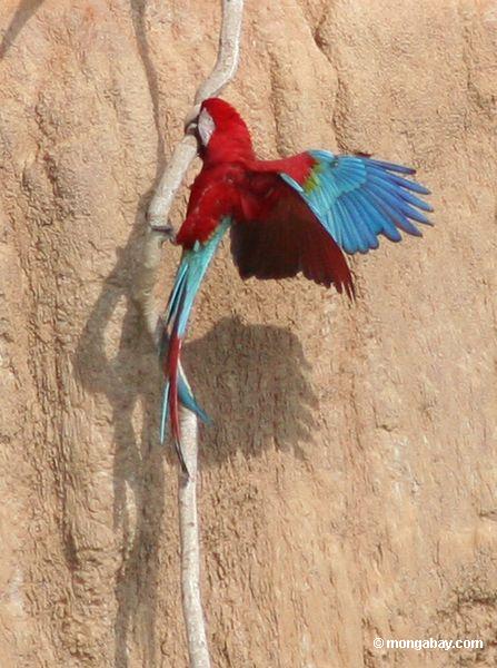 Rot-und-grüne macaws (Ara chloroptera)