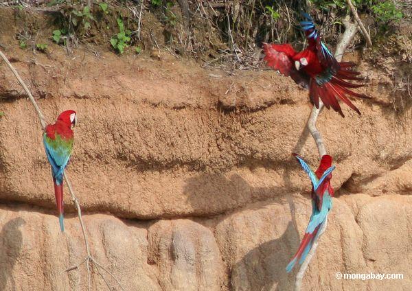 macaws Rojo-y-verdes (chloroptera de Ara)