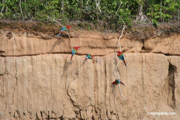 macaws Vermelho-e-verdes (chloroptera de Ara)