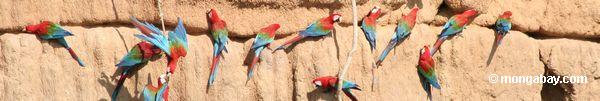 macaws Vermelho-e-verdes (chloroptera de Ara)