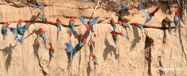 macaws Vermelho-e-verdes (chloroptera de Ara) 