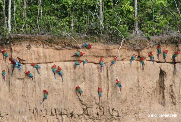 Rot-und-grüne macaws (Ara chloroptera)