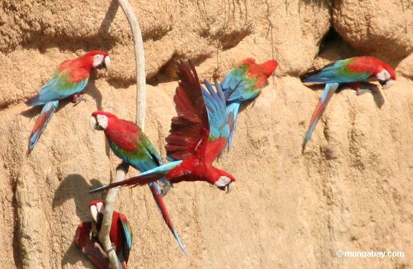 Rot-und-grünes macaw (Ara chloroptera) auf Lehm lecken