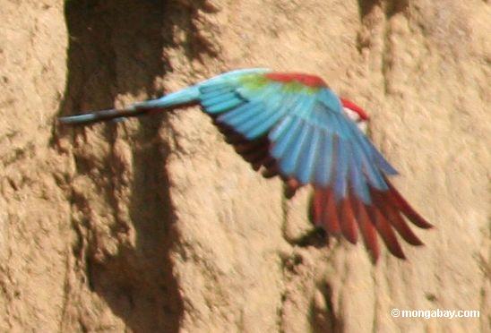 Rot-und-grünes macaw (Ara chloroptera) im Flug