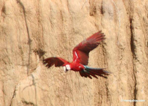 Rot-und-grünes macaw (Ara chloroptera) im Flug