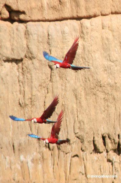 Drei Rot-und-grüne macaws (Ara chloroptera) im Flug