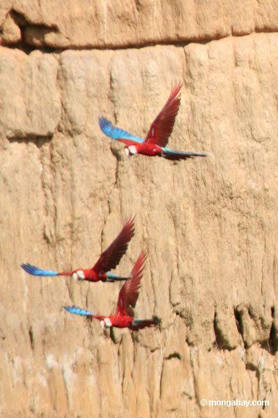 Três macaws Vermelho-e-verdes (chloroptera de Ara) no vôo