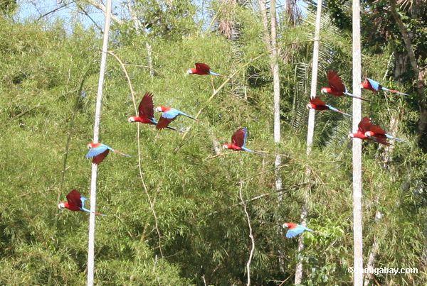 Rot-und-grüne macaws im Flug über Lehm lecken