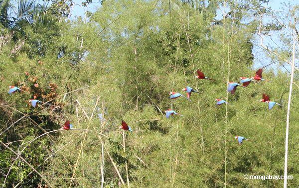 Rot-und-grüne macaws im Flug über Lehm lecken