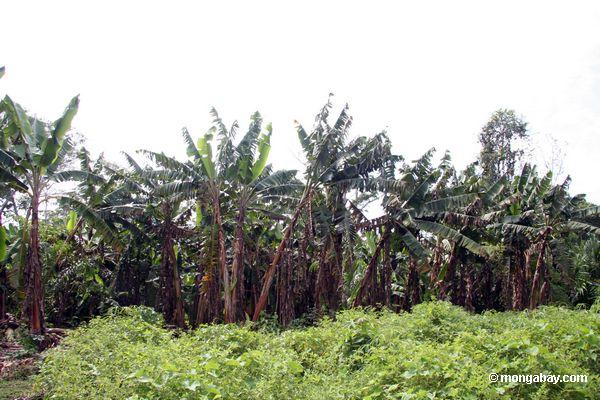 Banane Plantage in rainforest