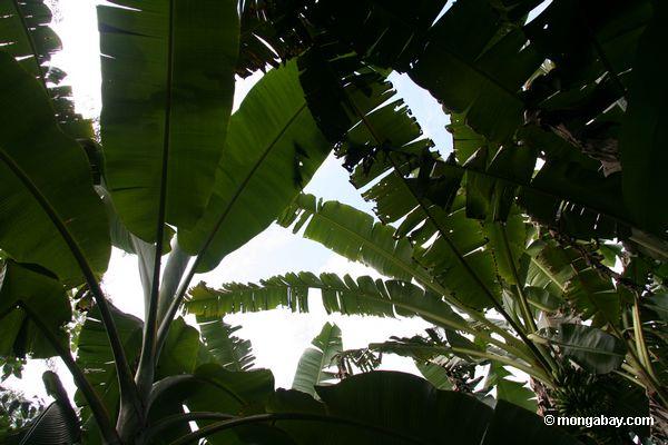 バナナ農園の熱帯雨林で