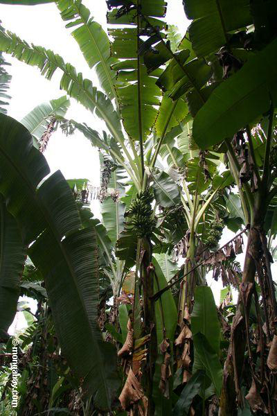 Banane Plantage in rainforest
