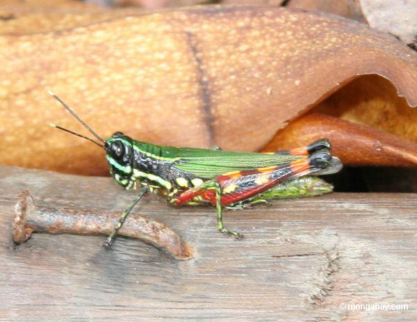 Saltamontes verde con las vendas amarillas y negras, y rojo, amarillo, naranja, y piernas rayadas negras