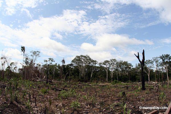Landwirtschaft im Amazonas Regenwald von Peru Schrägstrich-und-brennen