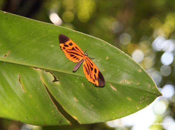 Possivelmente uma borboleta de Heliconius (desconhecido da espécie)