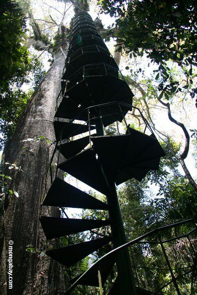Spiraletreppenhaus, das bis zur überdachungplattform aufgestellt in einem riesigen führt Baum Peru des Kapoks (Ceiba