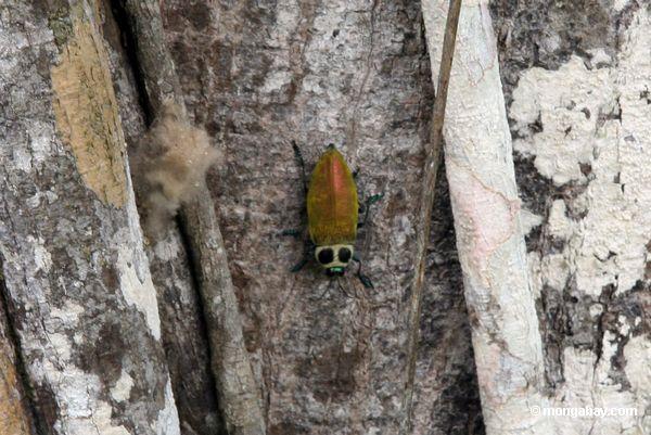 Riesiger metallischer ceiba Bohrerkäfer, Euchroma gigantea, auf Kapokbaum