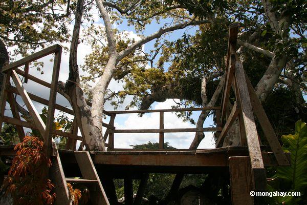 Baumüberdachung-Beobachtung Plattform Peru des Kapoks (Ceiba