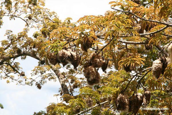Baumwolle des Kapoks (Ceiba), wie sie von den Hülsen Peru