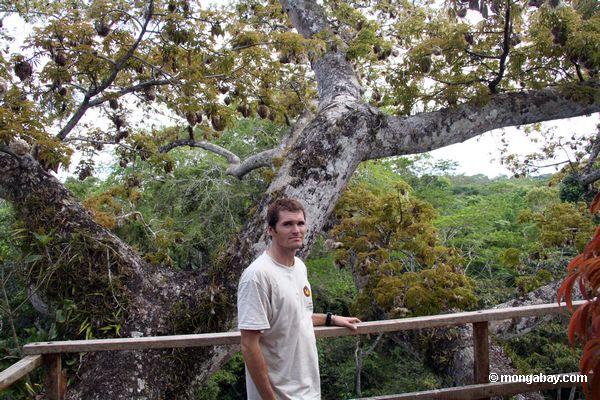 Rhett na plataforma do dossel da árvore de Kapok