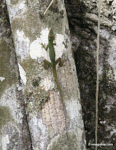 カポックの木の幹に男性アノールトカゲトカゲ