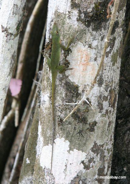 Anole Eidechse auf Stamm des Kapokbaums