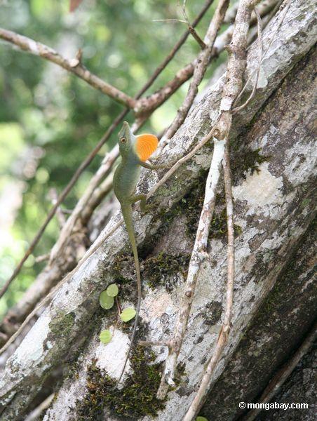 Männliche anole Eidechse, die seine helle orange Wamme in einer territorialen Anzeige Peru