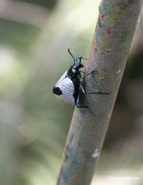 жука с черными тело, белые и черные спины, ног и бирюзовый