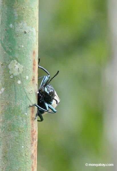 Käfer mit schwarzem Körper, weiße und schwarze Rückseite und Türkisbeine