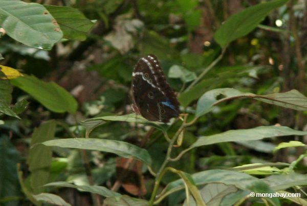 Blauer morpho Schmetterling mit den Flügeln geschlossen